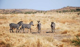 One day of safari in Tanzania - Africa - Zebras