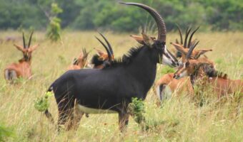 Ruaha-National-Park 2