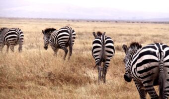 2021 BakerCo Lodge Photos - 68 of 69 (Medium)