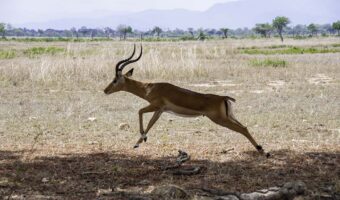 A jumping antelope in Mikumi National Park of Tanzania.