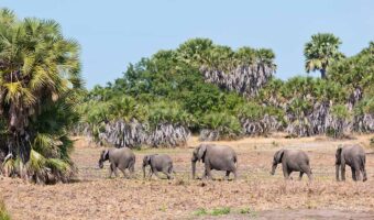 Selous 1 21438734 - family of elephants walking in the bushland of tanzania - national park selous game reserve