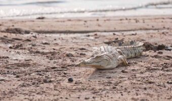 21438620 - crocodile in the national park selous game reserve in tanzania