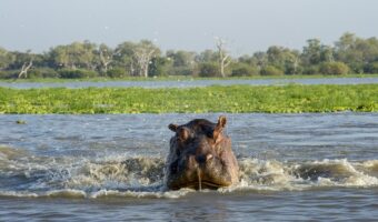 USE THIS PHOTO FOR - 6 DAYS SAFARI &ndash; MIKUMI NATIONAL PARK AND SELOUS GAME RESERVE (Medium)