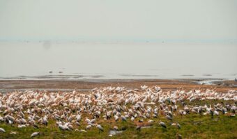 lake manyara (2)