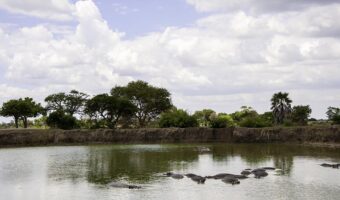 The hippos in Mikumi National Park of Tanzania.