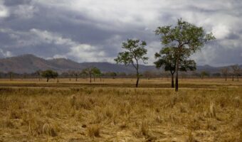 14387358 - savannah in mikumi national park, tanzania