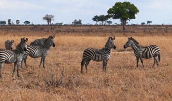 10509498 - zebras in mikumi national park in tanzania