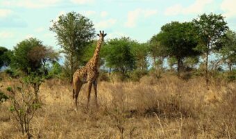 10378244 - giraffe in mikumi national park