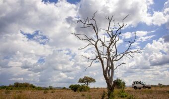 The Mikumi National Park under the sunshine in Tanzania.