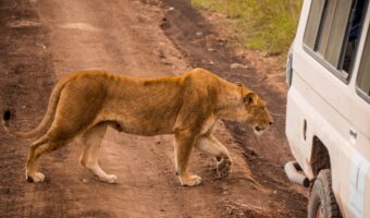 ngorongoro crater (1) ngorongoro crater (1)