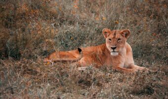 ngorongoro crater (10)