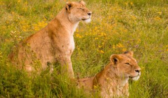 ngorongoro crater (2) ngorongoro crater (2)