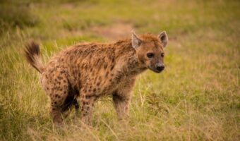 ngorongoro crater (3) ngorongoro crater (3)
