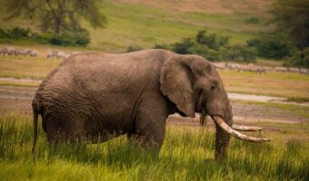 ngorongoro crater (4) ngorongoro crater (4)
