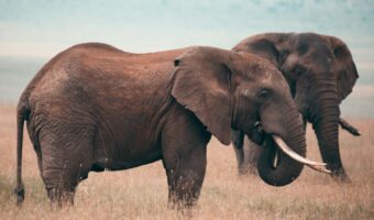 ngorongoro crater (5)
