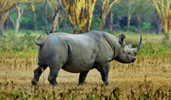 ngorongoro crater (8) ngorongoro crater (8)