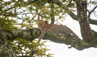 serengeti (1) serengeti (1)