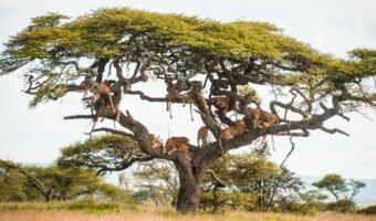 serengeti (10) serengeti (10)