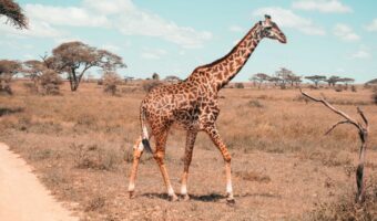 serengeti (11) serengeti (11)