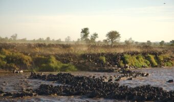 serengeti (2) serengeti (2)