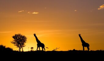 serengeti (4) serengeti (4)