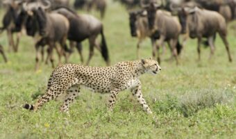 Wildlife / migration around Kusini Camp, Serengeti, Tanzania, March 2006. Wildlife / migration around Kusini Camp, Serengeti, Tanzania, March 2006.
