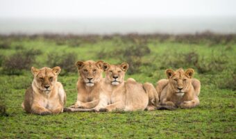 Africa, Tanzania, Sanctuary Kusini Africa, Tanzania, Sanctuary Kusini