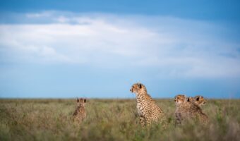 Africa, Tanzania, Sanctuary Kusini Africa, Tanzania, Sanctuary Kusini