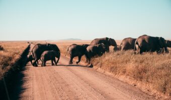 serengeti (8) serengeti (8)