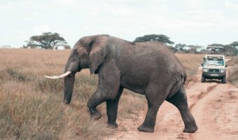 serengeti (9) serengeti (9)