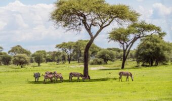 tarangire (4) tarangire (4)