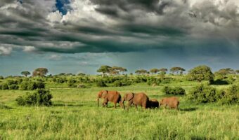 tarangire (5) tarangire (5)