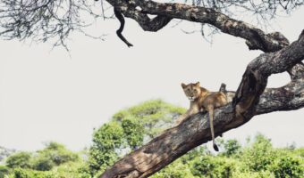 Sanctuary Swala Sanctuary Swala