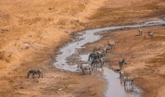 tarangire (7) tarangire (7)